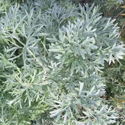 الشيح او الشويلاء Artemisia Judaica