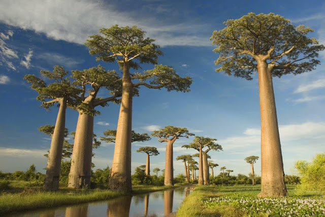 The Avenue of the Baobabs