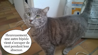 Mimigris, chat tout gris.