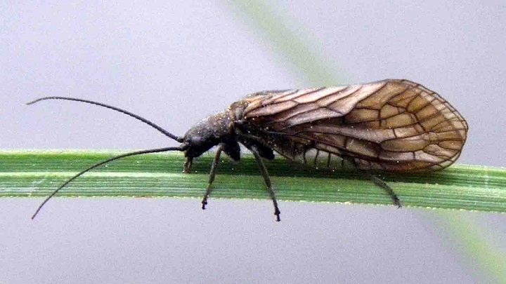 Mengapa Gigitan Serangga Dapat Berbahaya?