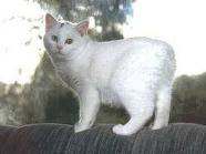 Specifically Type of Manx Cat - The Breeds Specifically Type of Manx Cat - The Breeds
of  Manx  Cat - The Breeds