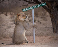 Fotos finalistas de los Premios de la Photography Comedy Wildlife 2019 (Galería de fotos)