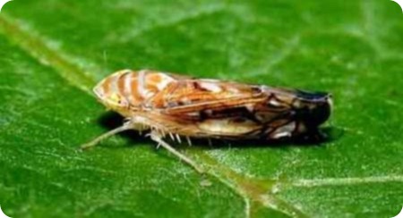 vignetti parassiti Scaphoideus-titanus