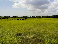 Gravina di Castellaneta