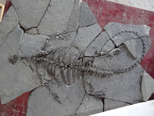  There are a span of telephone substitution features that brand a turtle a turtle For You Information - Fossil turtle didn't accept a vanquish yet, but had the firstly toothless turtle beak