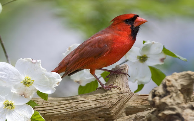 Cardinal Bird Information