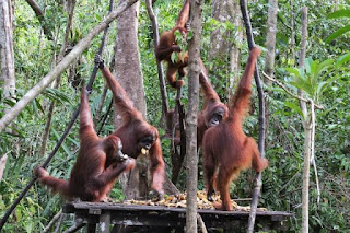 Taman Nasional Tanjung Puting