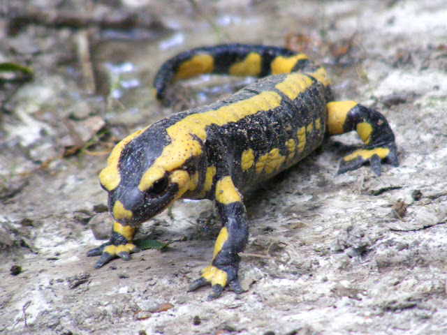 Fire Salamander Salamandra salamandra, Indre et Loire, France. Photo by Loire Valley Time Travel.