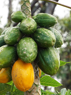 Buah Carica tergantung di pohon