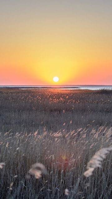 Wheat Field HD Wallpaper