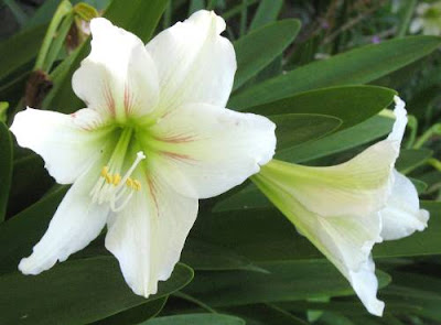 white lily