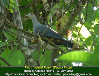 Pinon Imperial Pigeon can be watched by visitors in lowland forest of Manokwari, the capital of Papua Barat province in Indonesia.
