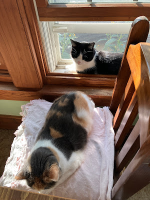 two cats next to a window
