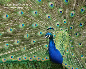 Male Peacock with tail by Jeanne Selep Imaging