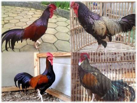 Mengenal Ayam  Bekisar Dan Sejarahnya Ternak Ayam 