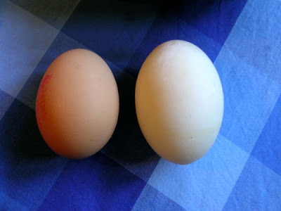 Duck eggs