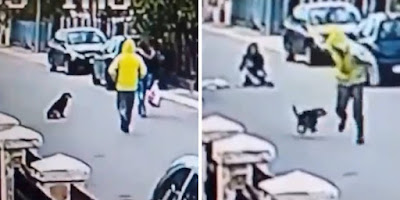 Perro héroe ve a mujer siendo atacada y corre a rescatarla