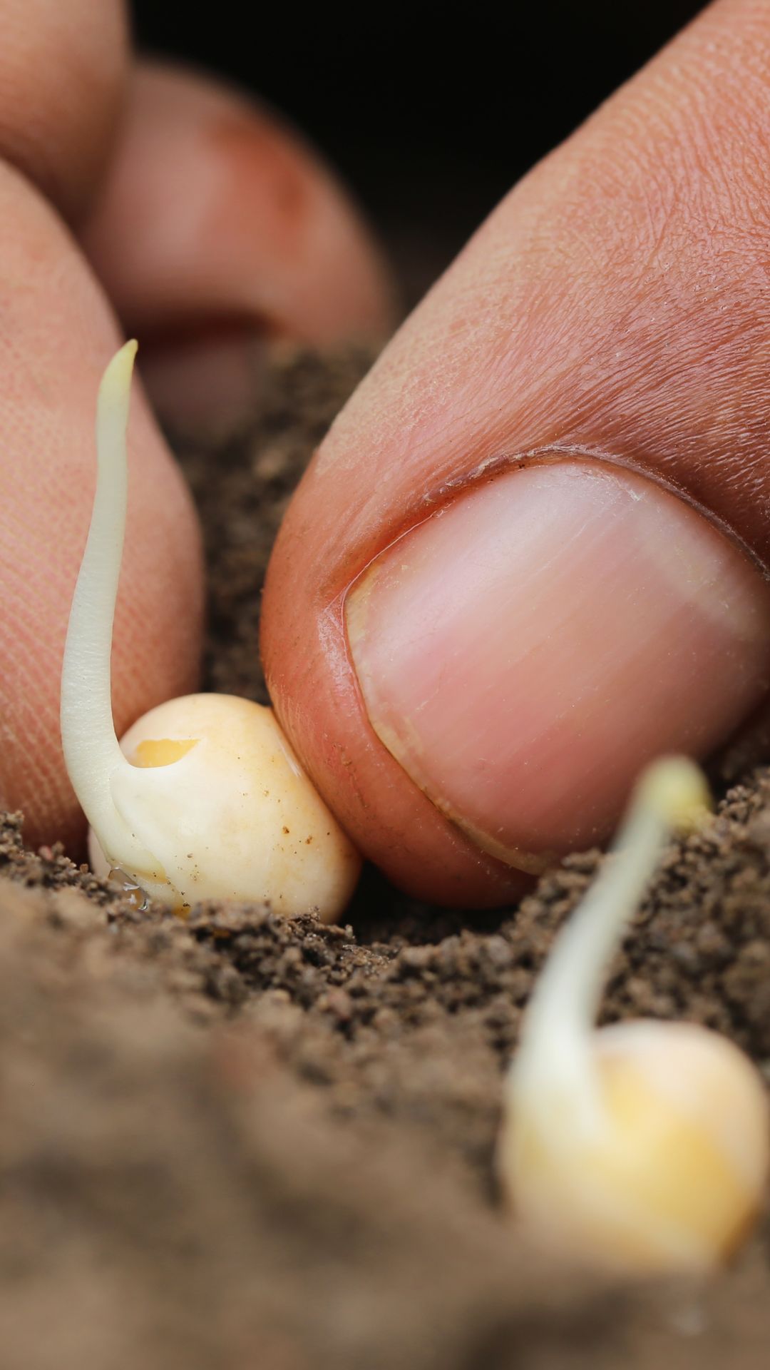 After placing the pre-sprouted peas in their designated spots, carefully backfill the holes or furrow with soil. Ensure that the peas are covered adequately but not buried too deeply. Once the backfilling is complete, water the peas thoroughly, giving them a good drink.
