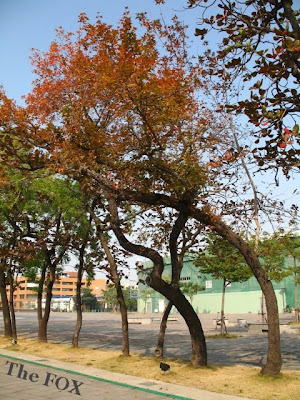 台南老樹