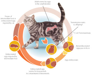 VetPlanet Animal Affairs: Internal parasites / Cacing II