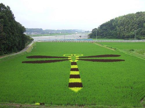 Japanese Rice Field Creative Art Work - AmAzing Photos Seen On www.coolpicturegallery.us