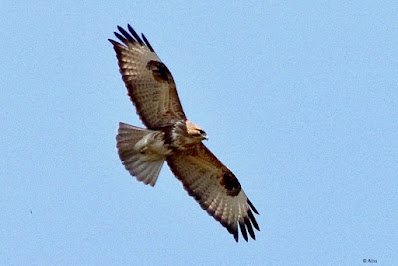 "The Common Buzzard is observed to frequent Mount Abu in Rajasthan, India, throughout the winter. These feathered friends migrate, and some populations in Europe and Asia migrate south during the winter months to keep away from extreme cold weather and a shortage of food in their nesting regions."