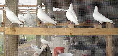 White Flying Homer Pigeon