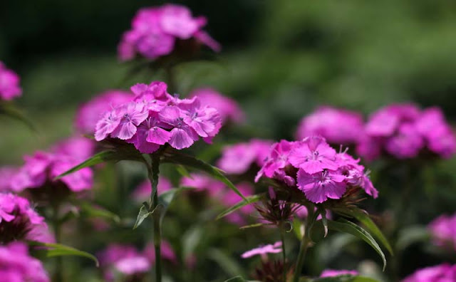 Sweet William Flowers Pictures