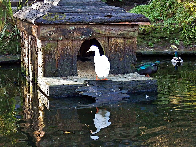 Ducks and a duch house.