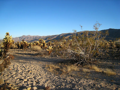 Cholla Gardens at sunset in Joshua Tree National Park California