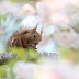 満開の桜とエゾリス