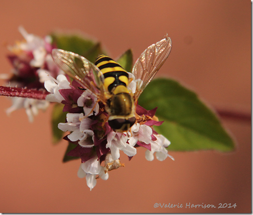 syrphus