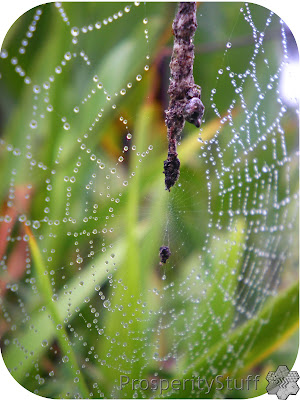 Raindrops & Spiderwebs