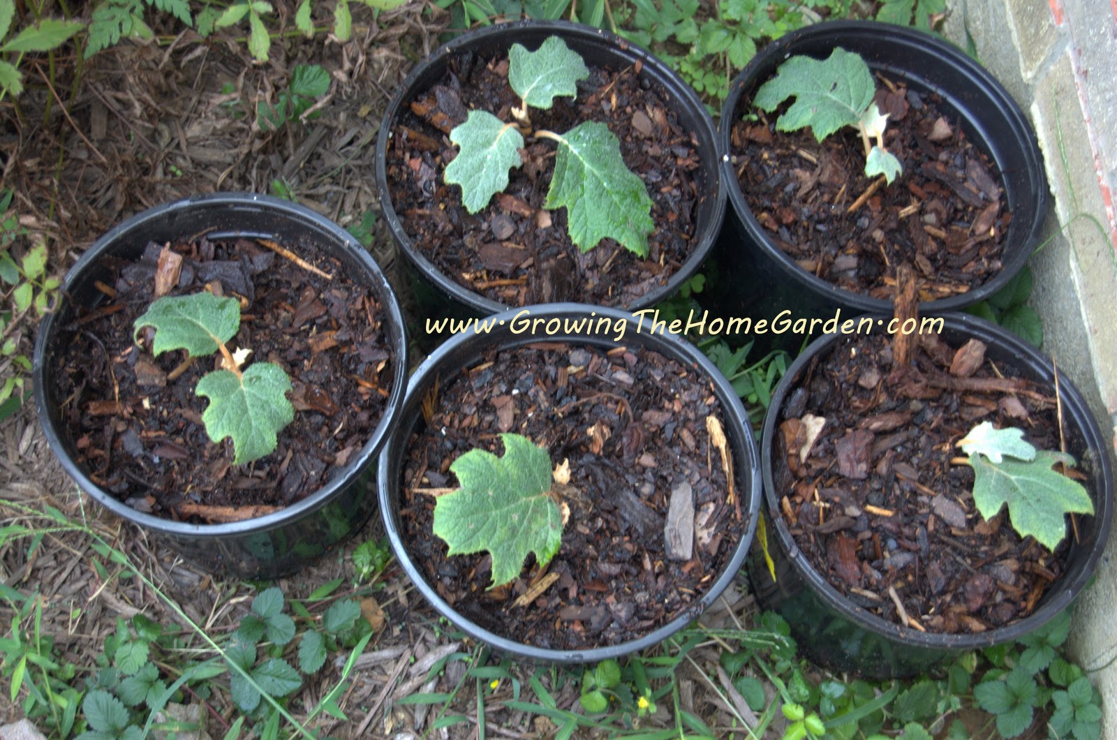 Oak Leaf Hydrangea Propagation Cuttings  Growing The Home Garden