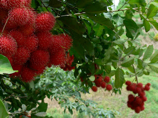 Gambar buah rambutan