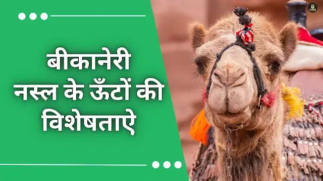 Bikaneri Camel Breed,बीकानेरी ऊँट की नस्ल,बीकानेरी ऊँट,indian camel , rajasthani camel.camel breeds