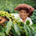  Igloo protects Southeast Asia's multi-billion dollar coffee industry with innovative weather insurance for farmers