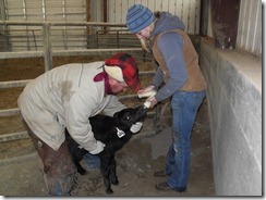Calving 068