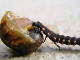 snail farming / snail predator