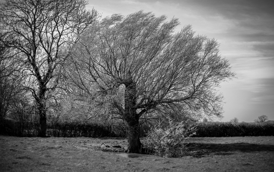 somerset tree in field