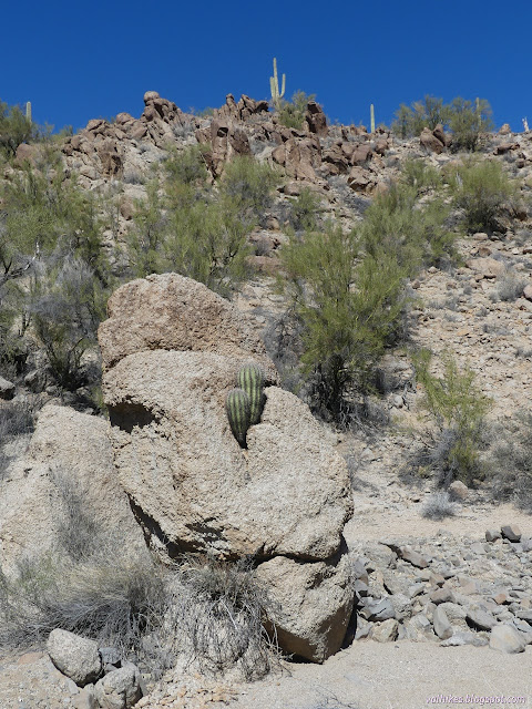 18: cactus growing from a rock