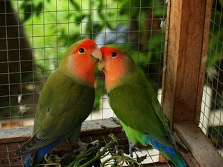 suara burung lovebird atau love bird saat ini banyak di