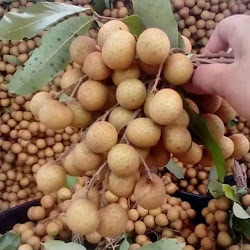 Grosir Bibit Tanaman Buah Kelengkeng Matalada Padang Panjang - vivitruongz