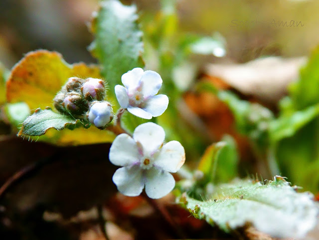 Omphalodes japonica