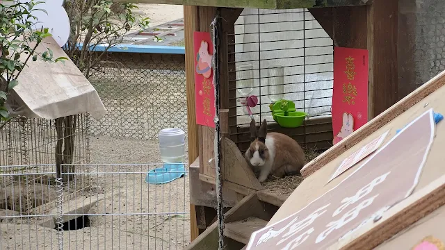 初鹿牧場 - 兔子
