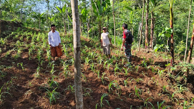 Babinsa Jeruk Pendampingan Pengecekan Lahan Jagung Petani untuk Tingkatkan Produksi Pertanian