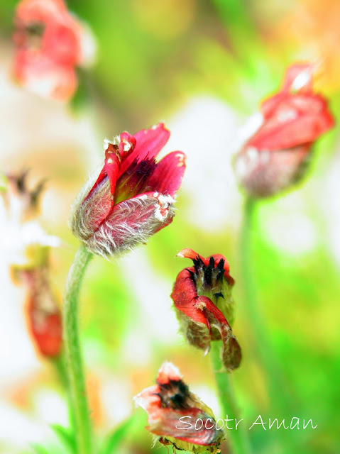 Pulsatilla cernua