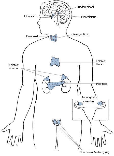 sistem endokrin