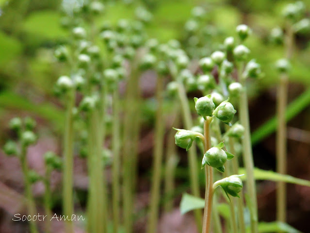 Pyrola japonica