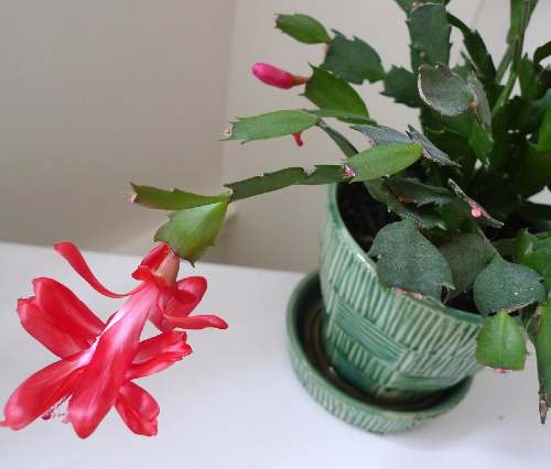 Christmas cactus indoor plant-home decor